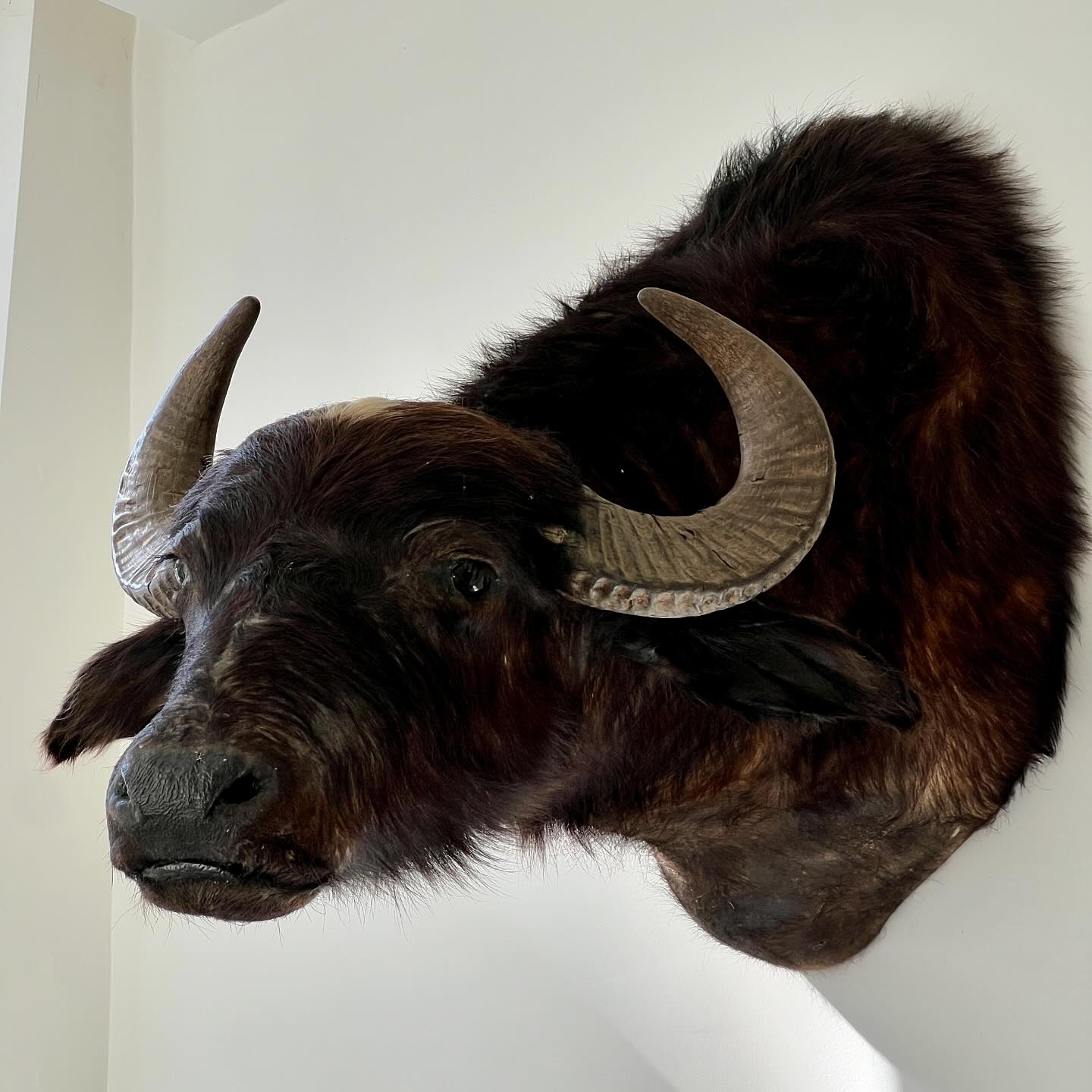 Taxidermy buffalo head. This gentle giant is a real eyecatcher in every interior 🦬🤎

#eclectichome
#eclecticinteriors
#homestyling
#interiorinspiration
#taxidermy 
#taxidermyforsale